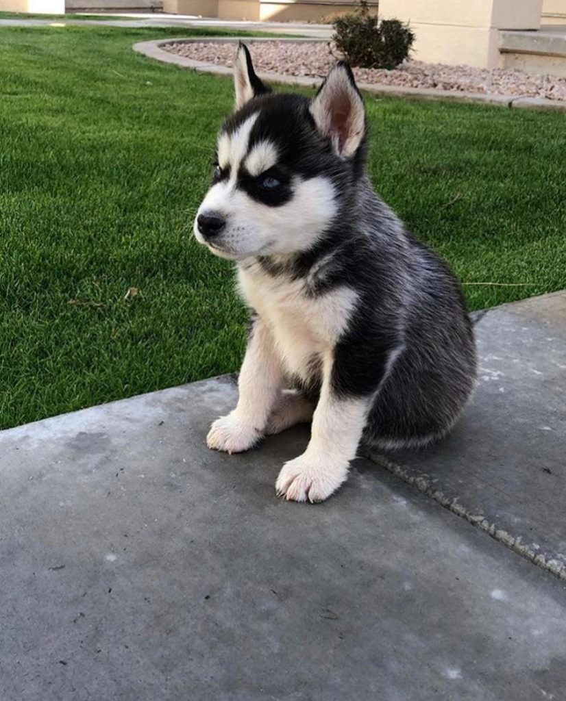 male black and white siberian husky puppy for sale