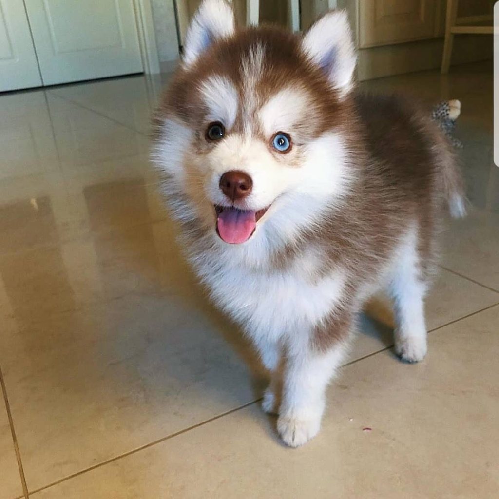 white siberian husky puppies for sale