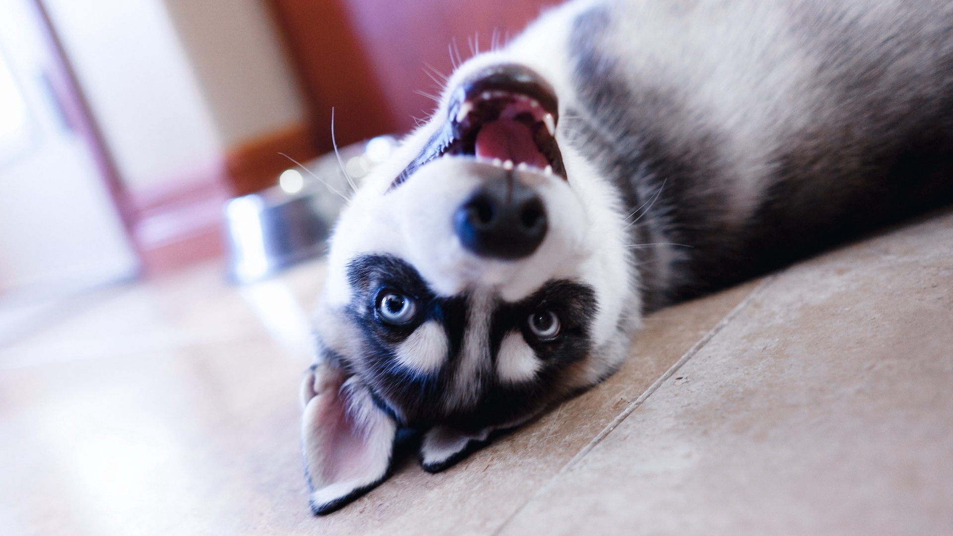 black and white husky puppies