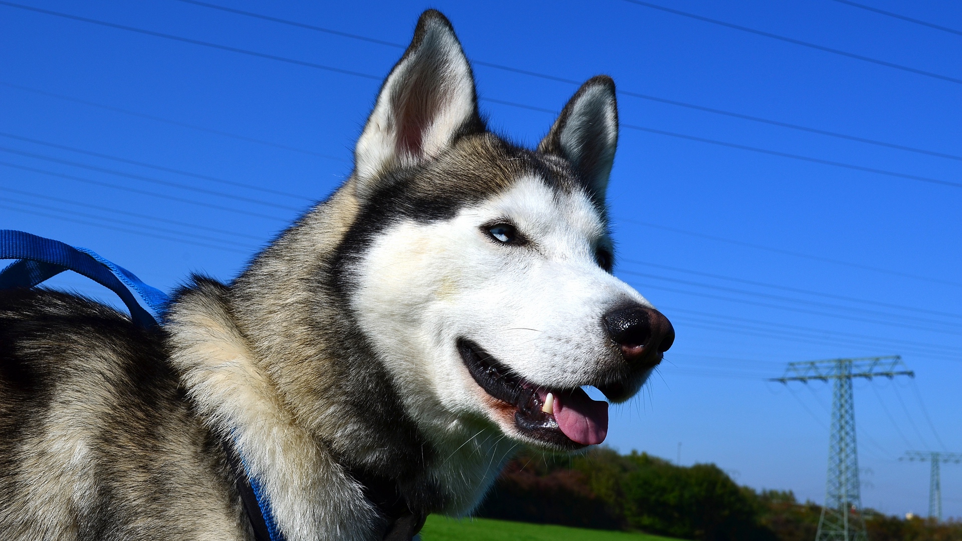 husky puppies for sale in usa