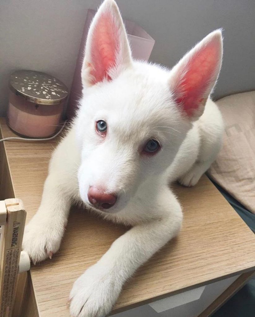 white siberian husky puppies for sale