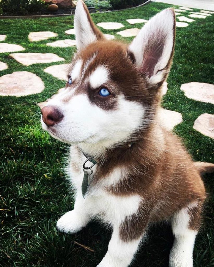 female siberian husky puppy