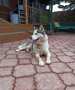 female husky puppies for adoption