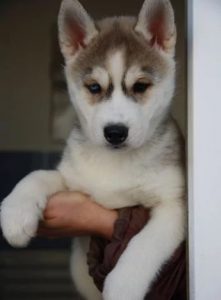 white husky puppy for adoption