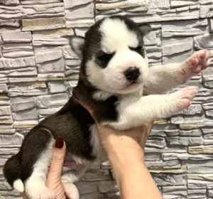 cheap husky puppies for adoption