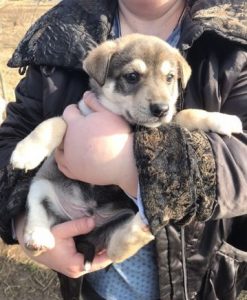 alaskan husky puppies