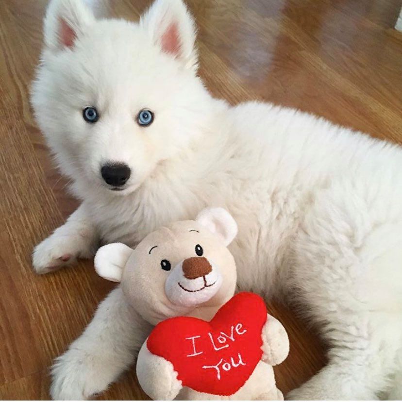 bear siberian husky white