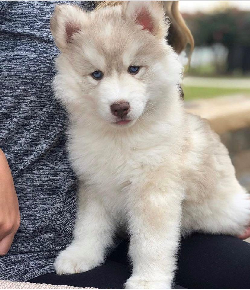 siberian husky male puppy