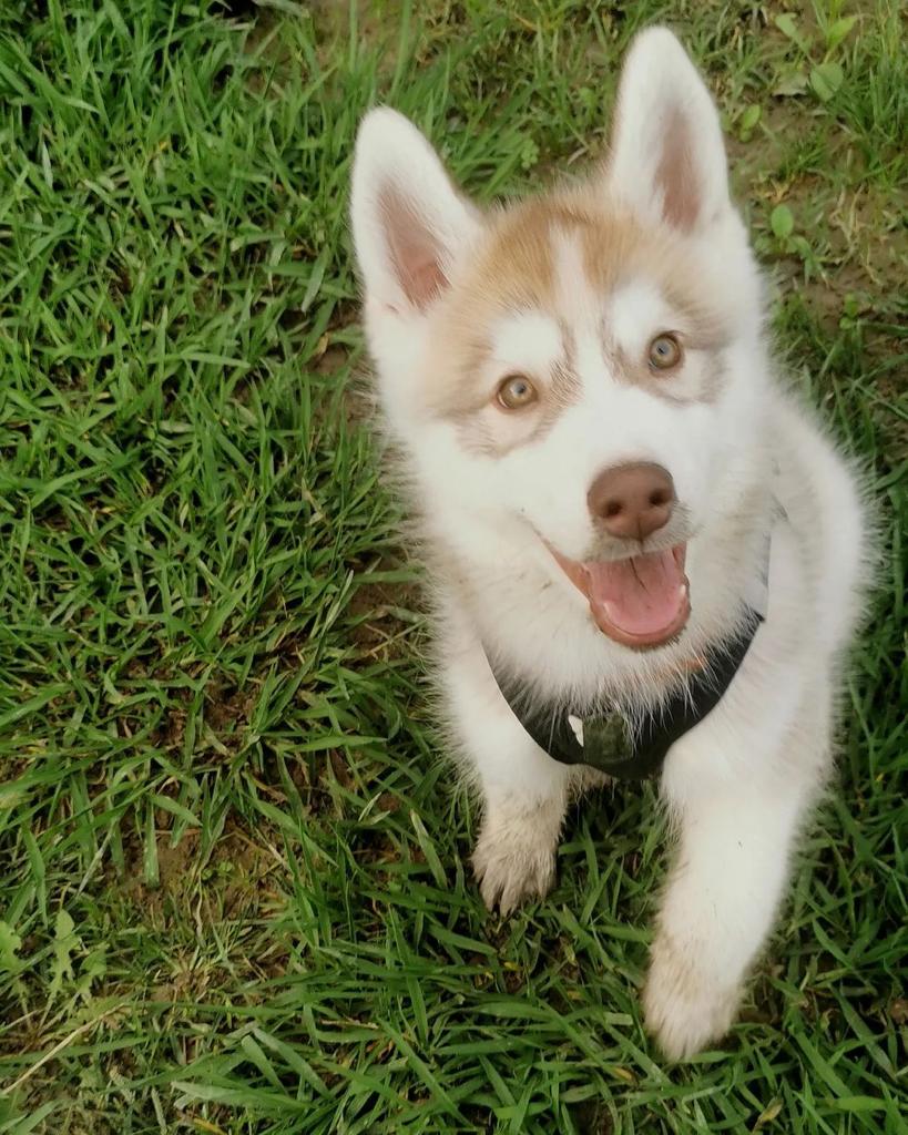 maxim female husky