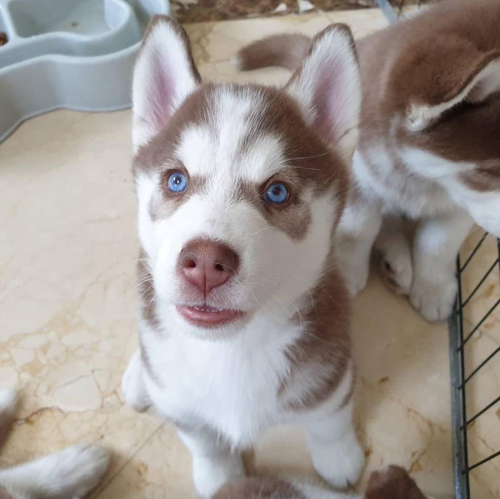 female brown siberian red husky for sale