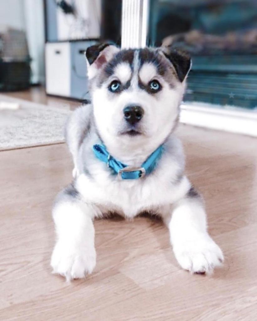 vela male siberian husky puppy for sale